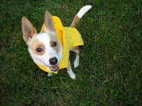 Sitter Profile Image: JoAnn H.