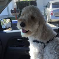 Sitter Profile Image: Molly G.