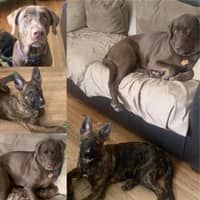 Sitter Profile Image: Samantha P.