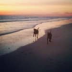 Sitter Profile Image: JoAnn L.