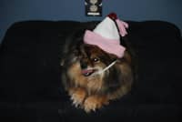 Sitter Profile Image: Debra H.