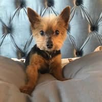 Sitter Profile Image: Danielle P.