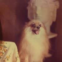 Sitter Profile Image: Yee-Ping C.