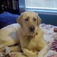 Sitter Profile Image: Kristie C.