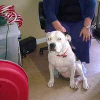 Sitter Profile Image: Estrella & Carlos M.