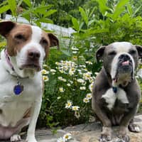 Sitter Profile Image: Robyn B.