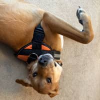 Sitter Profile Image: Nicholas C.