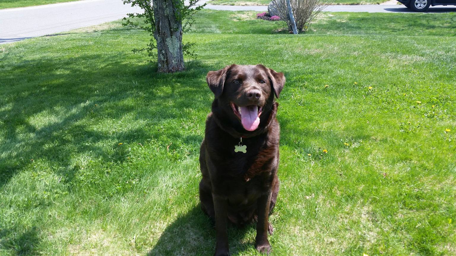 Best Dog Boarding In Manchester Nh Rover Com