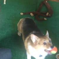 Sitter Profile Image: Tom J.