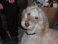 Sitter Profile Image: Julie K.