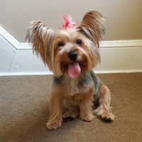 Sitter Profile Image: Veronica Z.