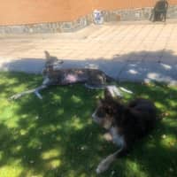 Sitter Profile Image: Marina C.