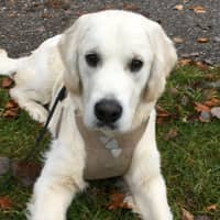 Passarens profilbild: Josua A.