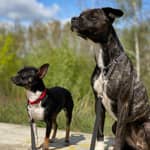 Sitter Profile Image: Josephine G.