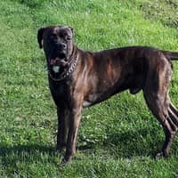 Photo de profil du pet sitter : herve f.