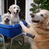 Photo de profil du pet sitter : nathalie p.