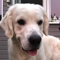 Photo de profil du pet sitter : Isabelle S.