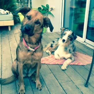 Photo de profil du pet sitter : jenny c.