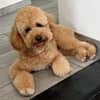 Immagine del profilo