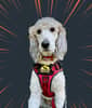 mediablock image