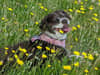 mediablock image