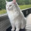 Profilbilde