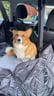 Dog Walking Review