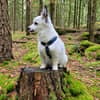 Profilbild
