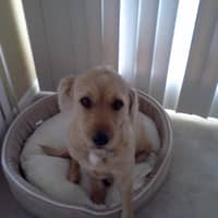 Cheryl S.'s profile image