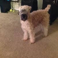 Priscilla L.'s profile image