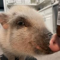 Lisa Z.'s profile image