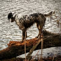Russ A.'s profile image