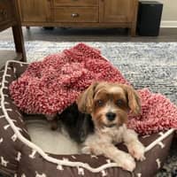 Theresa P.'s profile image