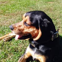 Dawn C.'s profile image