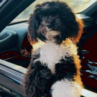 Raquel C.'s profile image