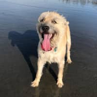 Chris A.'s profile image