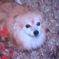 Lisa C.'s profile image