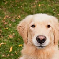Chum B.'s profile image