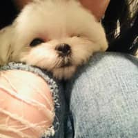 Yanli S.'s profile image