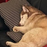 Nicole R.'s profile image