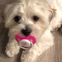 desilu777@yahoo.com's profile image