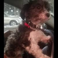 Daisy D.'s profile image