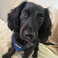 Diane H.'s profile image