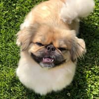 Daisy G.'s profile image