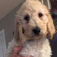Elizabeth D.'s profile image