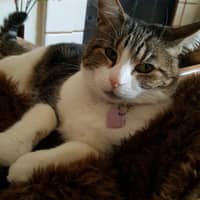 Sophia J.'s profile image