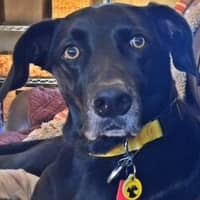 Linda R.'s profile image