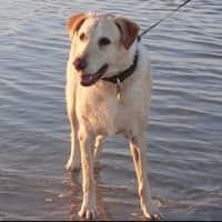 Dawn D.'s profile image