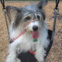 Joy T.'s profile image