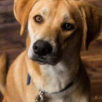 Lisa S.'s profile image